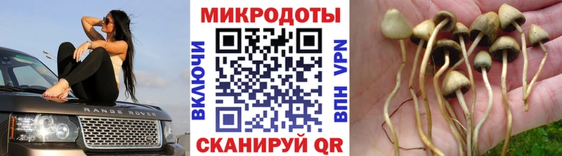 blacksprut как зайти  цена наркотик  Родники  Псилоцибиновые грибы Cubensis 
